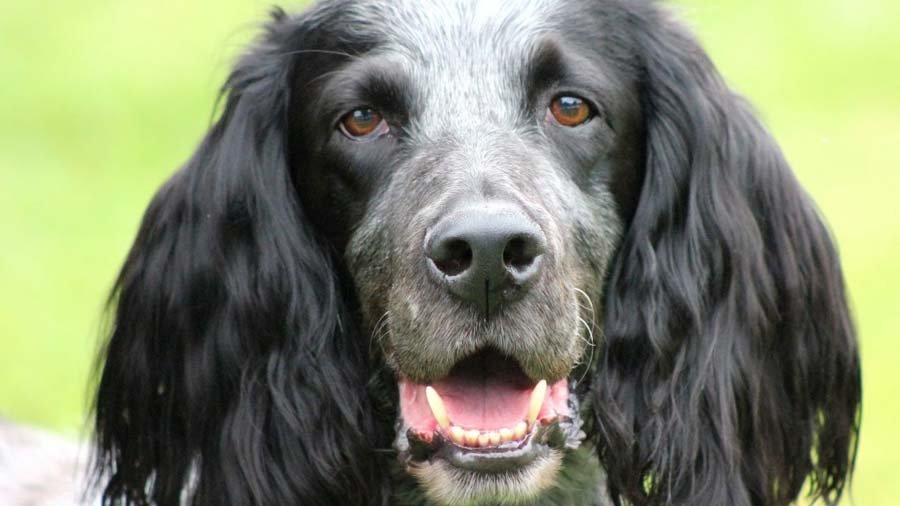 Blue Picardy Spaniel Images